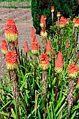 Tritoma faux-aloès (Kniphofia uvaria) in bloom in a garden, Allonnes, Sarthe, France