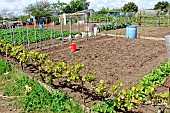 Home garden with table grape vine and tomato plants, Allonnes, Sarthe, France