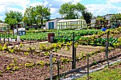 Home garden with table grape vine, Allonnes, Sarthe, France