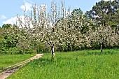 Cider apple trees in bloom and path, Arche de la Nature, Le Mans Métropole, Sarthe, France