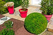 Boxwood ball in a little garden in front of a house, Calvados, Normandy, France