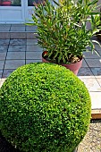 Boxwood ball in a little garden in front of a house, Calvados, Normandy, France