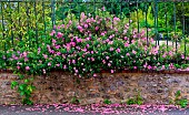 Pink flowers and grid in the Jardin des Plantes, Le Mans, Sarthe, France