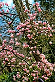 Magnolia in bloom, jardin des plantes, Le Mans, Sarthe, France