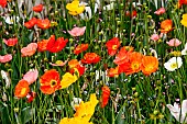 Multi-colored flowers of the Iceland poppy, Besse-sur-Braye, Sarthe, France