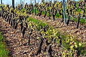 Vignoble dans les Jasnieres, a white wine from the Chenin grape variety, South Sarthe, France