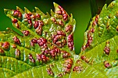 Vine foliage with blisters, vine infected by erinosis mites invisible to the naked eye. Urgent treatment of this Chasselas Doré (Table grape) grape variety, Sarthe, Pays de la Loire, France