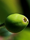 Hole in a green cherry due to insect attack, Cerise Burlat, Sarthe, Pays de la Loire, France