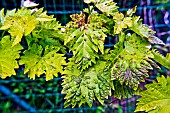 Vine foliage with blisters, vine infected by erinosis mites invisible to the naked eye. Urgent treatment of this Chasselas Doré (Table grape) grape variety, Sarthe, Pays de la Loire, France