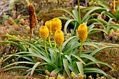 Megaherb (Bulbinella rossii) in bloom on Enderby Island in the Auckland archipelago