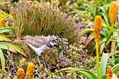 Double-banded plover (Anarhynchus bicinctus) female in a Bulbinella rossii heath on Enderby Island in the Auckland archipelago