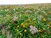 Subantarctic heath with Bulbinella rossi (yellow) and Anisotome latifolia (pink) on Enderby Island in the Auckland Archipelago