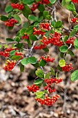 Red clustered fruits of the milkflower Cotoneaster (Cotoneaster coriaceus), Forcalquier, Alpes-de-Haute-Provence, France