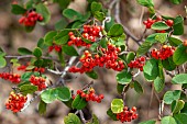Red clustered fruits of the milkflower Cotoneaster (Cotoneaster coriaceus), Forcalquier, Alpes-de-Haute-Provence, France