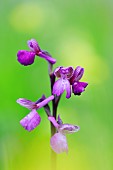 Green-Winged Orchid (Anacamptis morio) on a meadow on the cliffs of Omaha beach, Calvados, Normandy, France