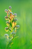 Frog orchid (Coeloglossum viride) on a meadow on the cliffs of Omaha Beach, Calvados, Normandy, France.