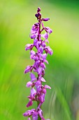 Early purple Orchid (Orchis mascula) in bloom on the cliffs of Omaha beach, Calvados, Normandy, France