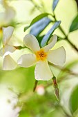 Yellow star jasmine (Trachelospermum asiaticum) flower