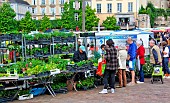Sale of vegetable plants at the Jacobins market, Le Mans, Sarthe, France