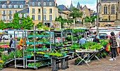 Sale of vegetable plants at the Jacobins market, Le Mans, Sarthe, France