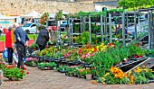 Sale of flower plants at the Jacobins market, Le Mans, Sarthe, France