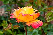 Yellow and pink roses at the plant garden in Le Mans, Sarthe, France