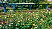 La roseraie du jardin des plantes, Le Mans, Sarthe, France