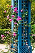 La roseraie du jardin des plantes, Le Mans, Sarthe, France