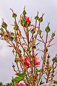 Rose buds, Jardin des Plantes, Le Mans, Sarthe, France