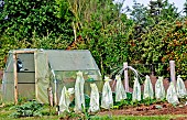 Frost protection for young vegetable plants and a plastic greenhouse, Village de Changé, Sarthe, France