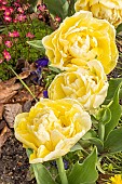 Tulipa double early Flaming Evita, flowers