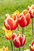 Tulipe Triomphe Jan Seignette, flowers