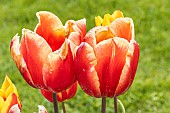 Tulipe Triomphe Jan Seignette, flowers