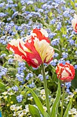 Tulipa parrot Estella Rijnveld, flowers