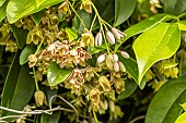 Broad leaved sausage vine, Holboellia latifolia, flowers