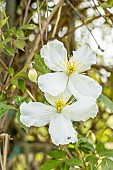 Gold wool Clematis, Clematis chrysocoma, flowers