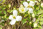 Gold wool Clematis, Clematis chrysocoma, flowers