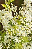 Lemoines Deutzia, Deutzia lemoinei, flowers