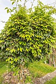 Broad leaved sausage vine, Holboellia latifolia