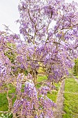 Japanese wisteria, Wisteria floribunda, Rosea, in bloom