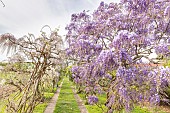 Japanese wisteria, Wisteria floribunda, Rosea, in bloom