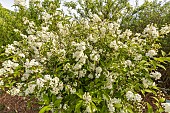 Lemoines Deutzia, Deutzia lemoinei, in bloom