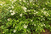 Colchis bladdernut, Staphylea colchica, in bloom