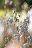 Greater quaking grass (Briza maxima), Cotes-dArmor, France