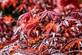 Japanese Maple (Acer palmatum) Fire Glow foliage in spring