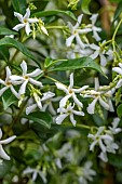 Star jasmine (Trachelospermum jasminoides) flowers