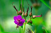 Bigroot geranium (Geranium macrorrhizum), flowers, Yvelines, France