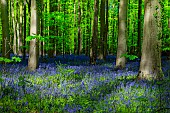 Bluebells (Hyacinthoides non-scripta) in bloom, Hallerbos, Halle forest, Belgium