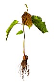 Hazelnut (Corylus avellana) on a white background, Yvelines, France
