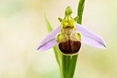 Close-up of a bicoloured Bee orchid (Ophrys apifera) - Auvergne - France